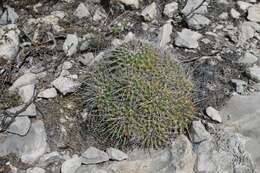 صورة Mammillaria compressa subsp. centralifera (Repp.) D. R. Hunt