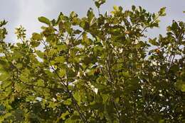 Imagem de Quercus crispipilis Trel.