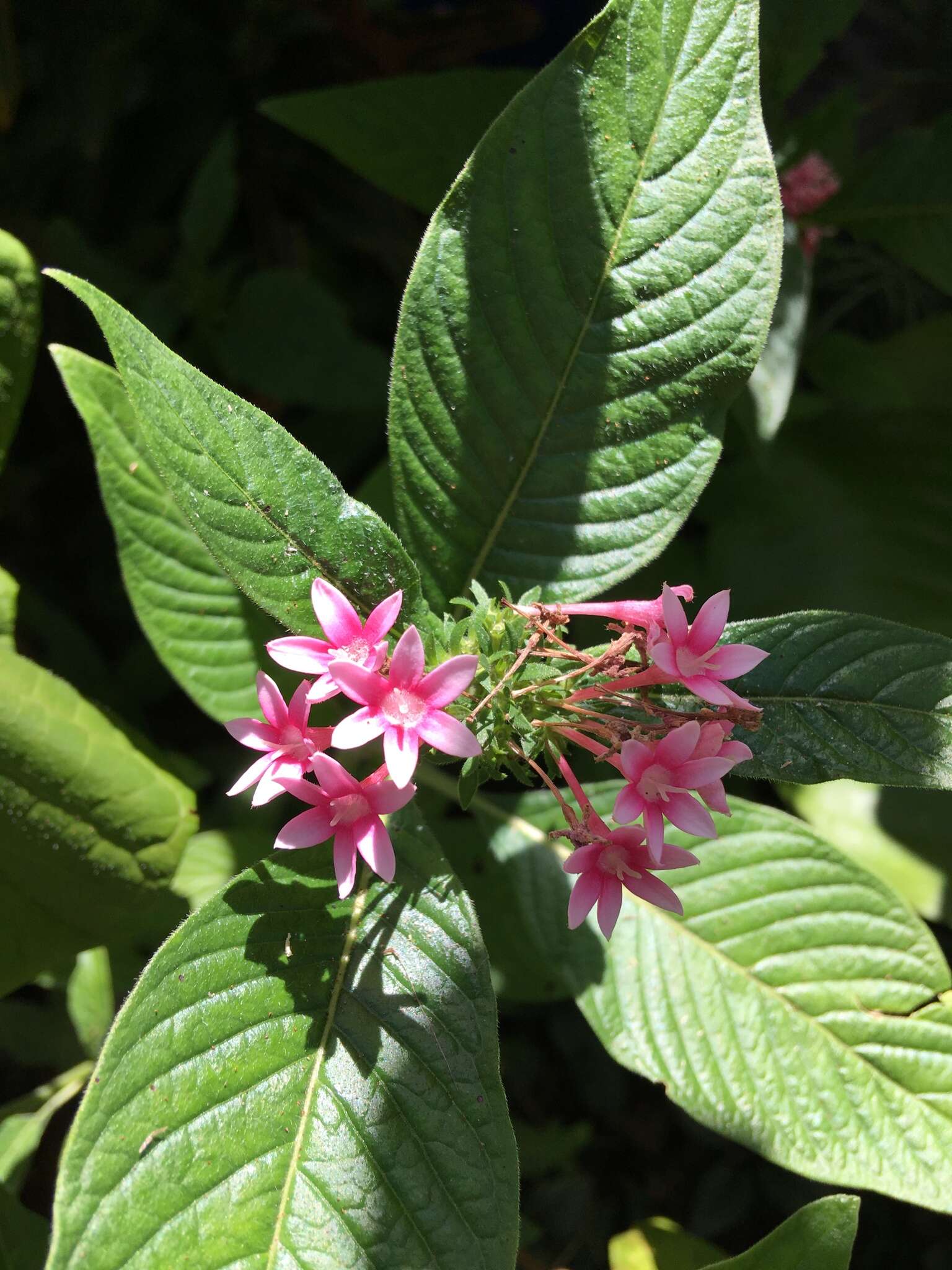 صورة Pentas lanceolata (Forssk.) Deflers