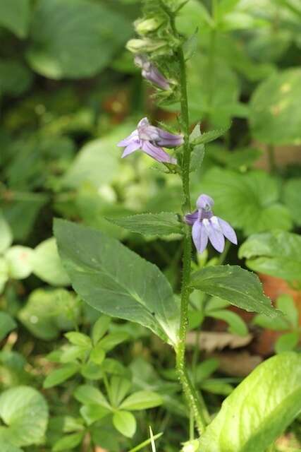 Слика од Lobelia siphilitica L.