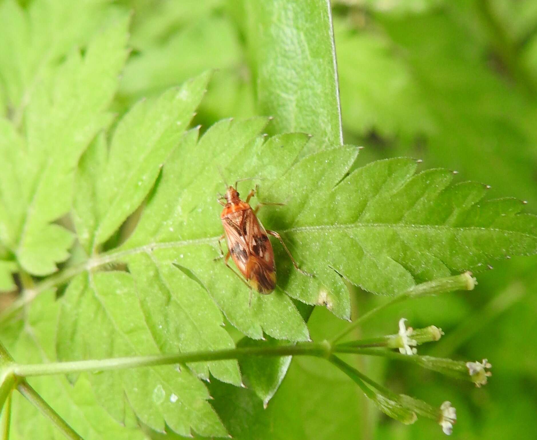 Image of <i>Idiostolus insularis</i>