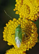 Image of Lygocoris