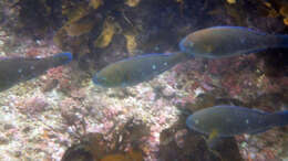 Image of Knobsnout Parrotfish