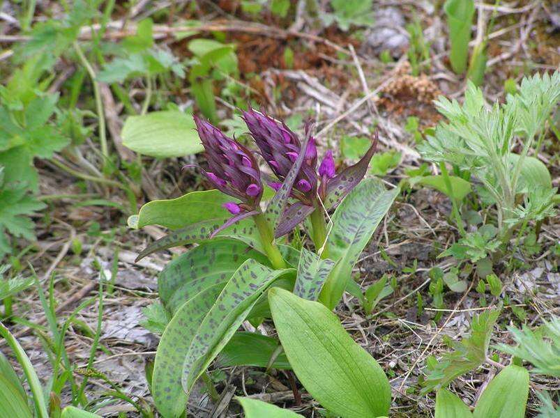 Image of Dactylorhiza aristata (Fisch. ex Lindl.) Soó