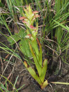 Image of Disa brevicornis (Lindl.) Bolus