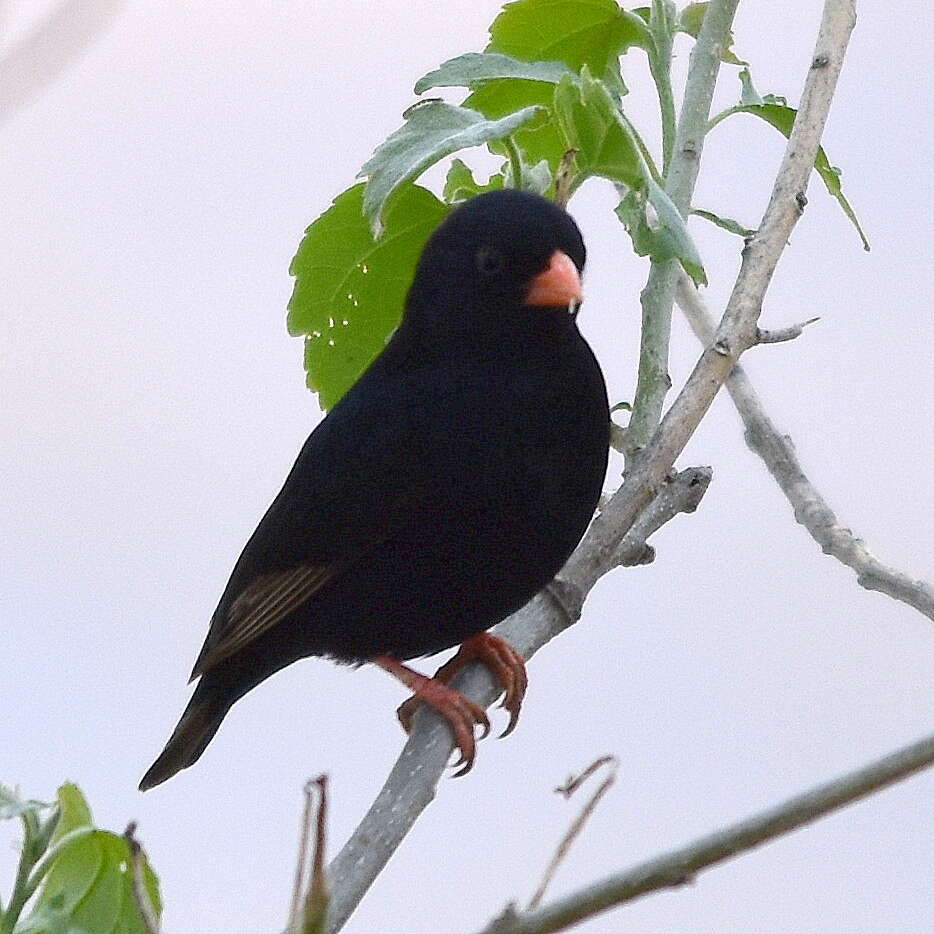 Image of Village Indigobird