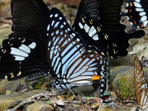 Image of Great Zebra Butterfly