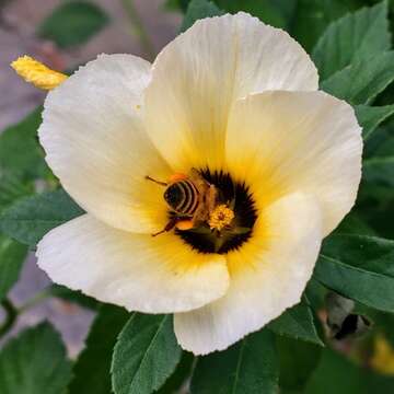 Image of Politician's Flower