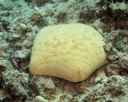 Image of Cushion star