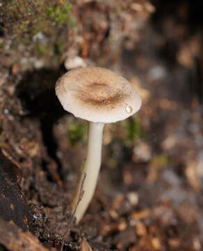 Image of Hygrocybe rodwayi (Massee) A. M. Young 1997