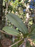 Image of Panopsis suaveolens (Kl.) Pittier