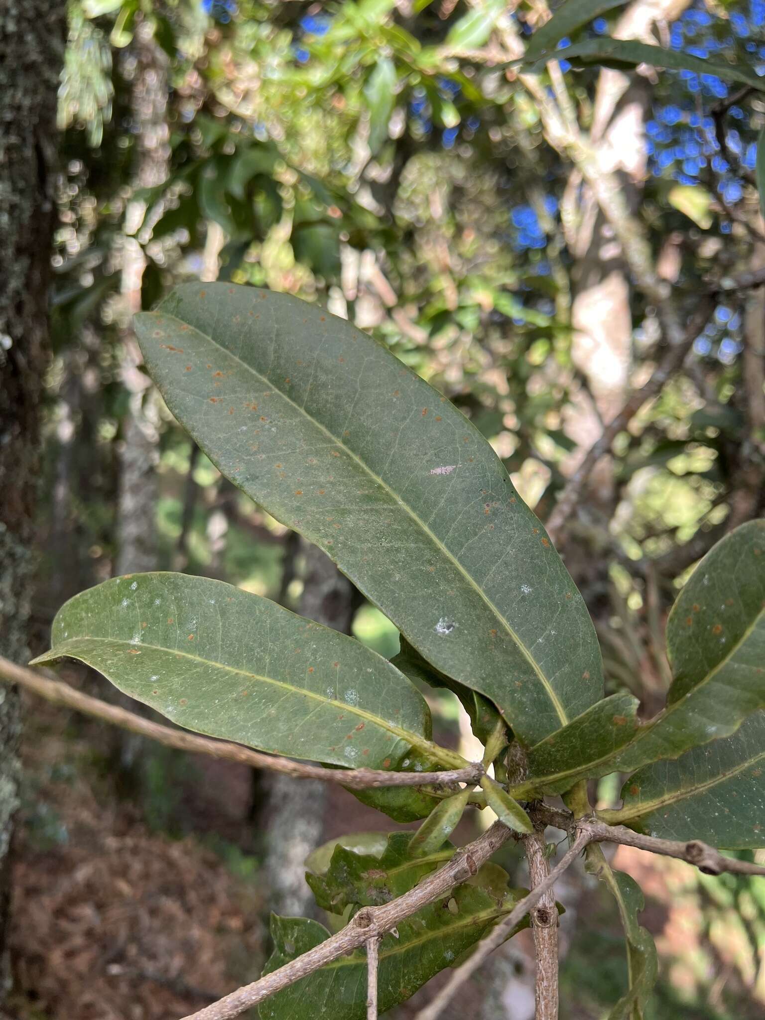 Image of Panopsis suaveolens (Kl.) Pittier