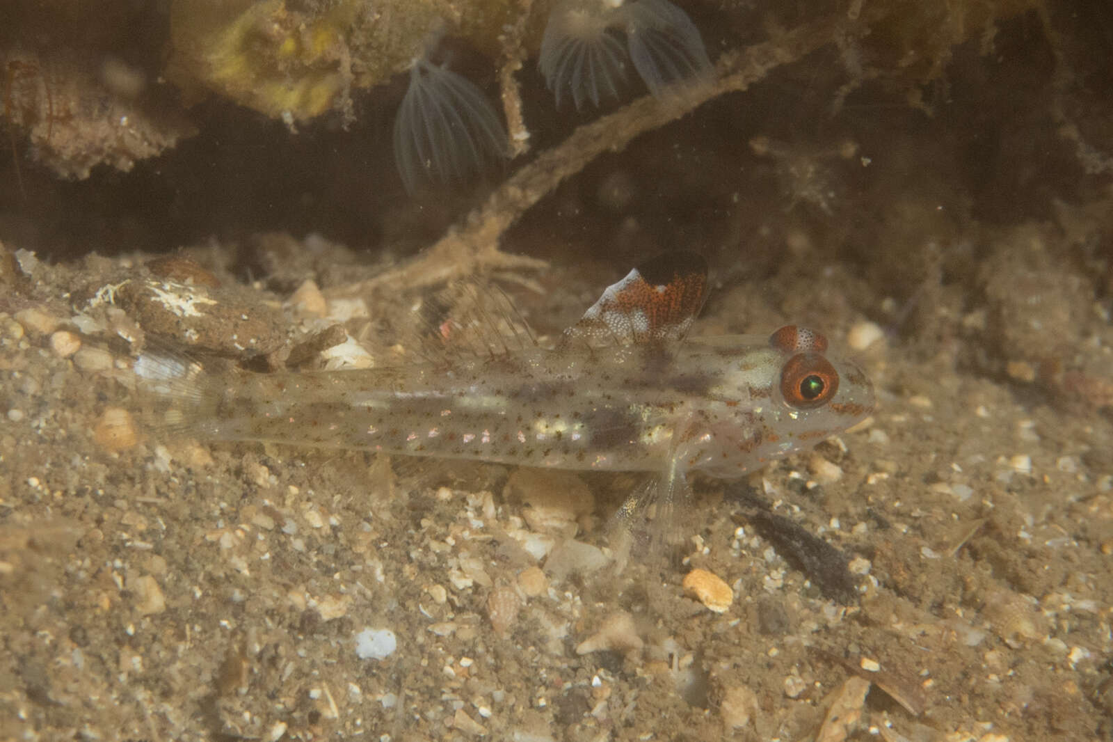 Fusigobius signipinnis Hoese & Obika 1988 resmi