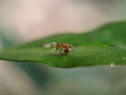 Imagem de Camponotus latangulus Roger 1863