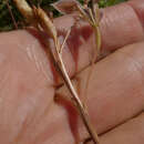 Plancia ëd Moraea tricuspidata (L. fil.) G. J. Lewis