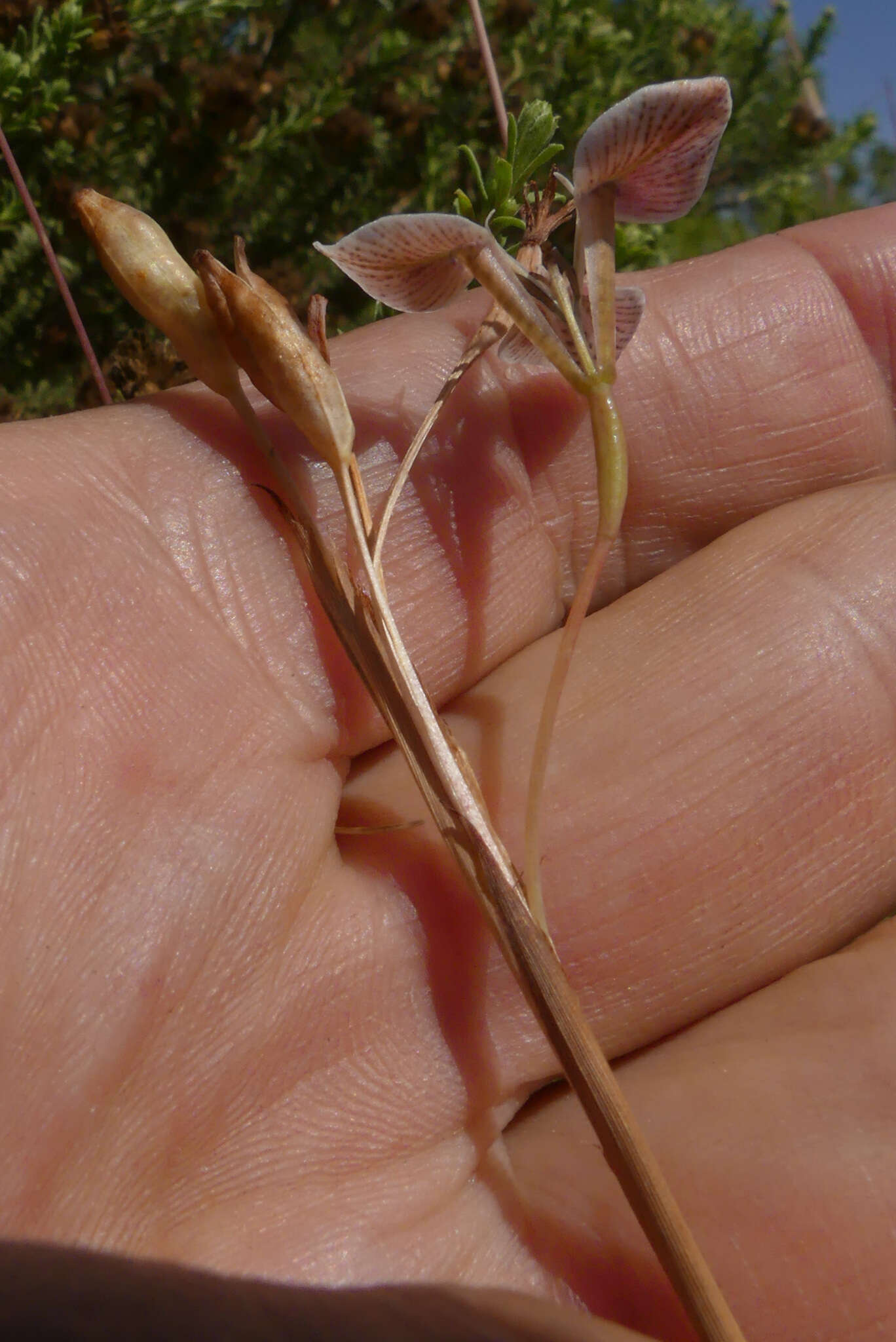 Moraea tricuspidata (L. fil.) G. J. Lewis resmi