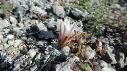 Image of Turbinicarpus pseudopectinatus (Backeb.) Glass & R. A. Foster