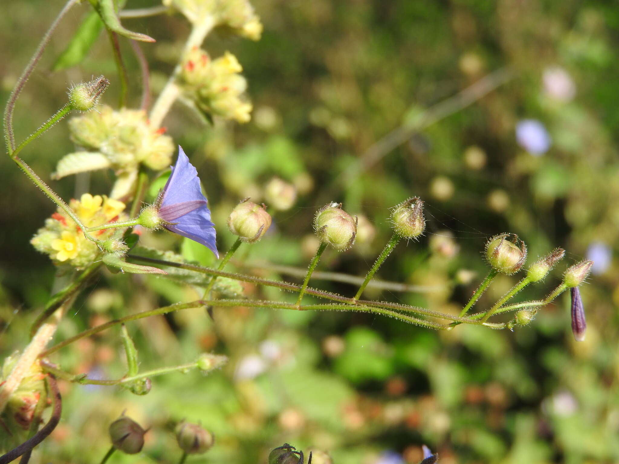 Sivun Jacquemontia evolvuloides (Moric.) Meisn. kuva