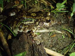 Image of Leptodactylus troglodytes Lutz 1926