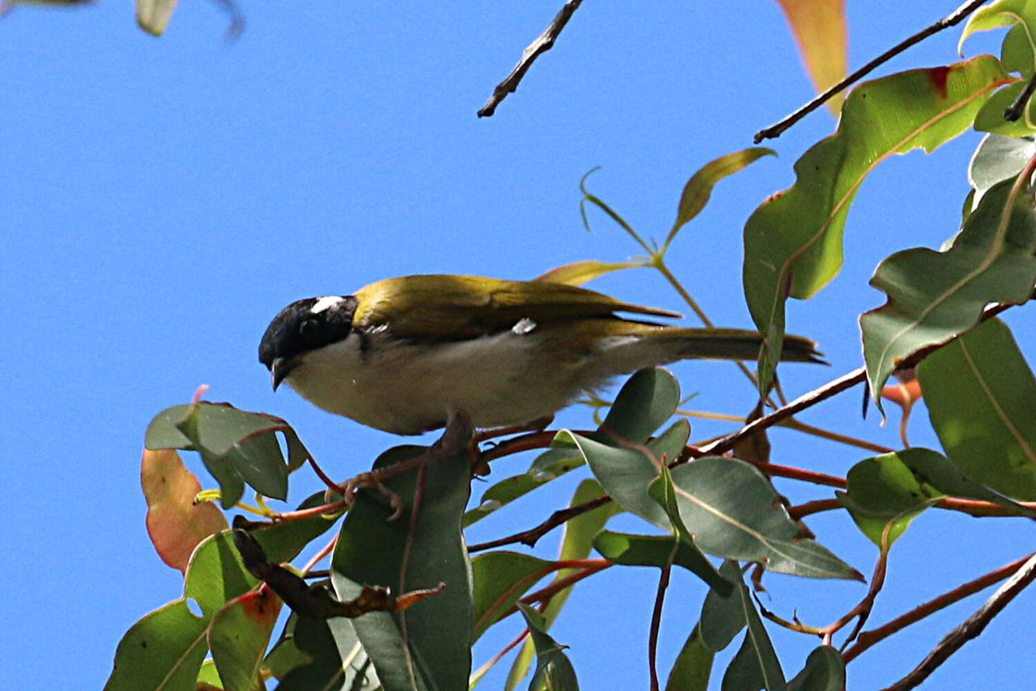 Image of White-throated Honeyeater