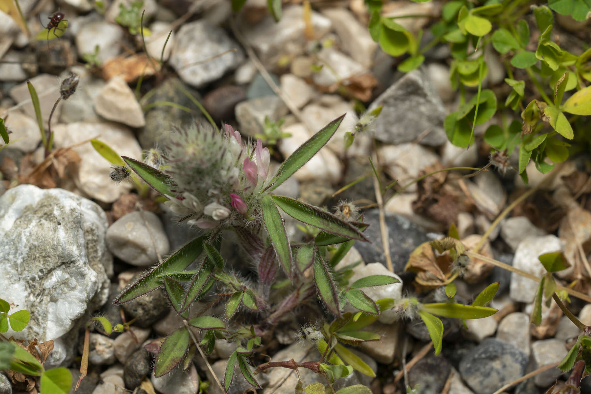 Image de Trifolium infamia-ponertii Greuter