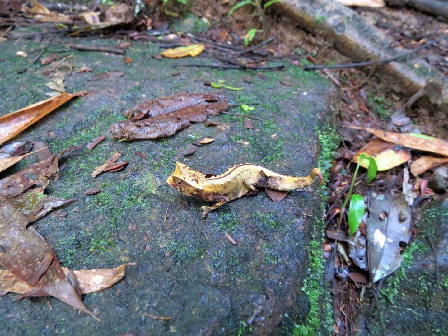 Image of Marojejy Leaf Chameleon