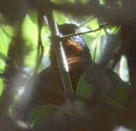 Image of Rhodinocichlidae