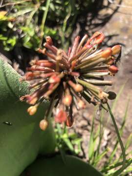 Imagem de Haemanthus humilis Jacq.