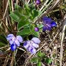 Image of Grassland chlerdendrum