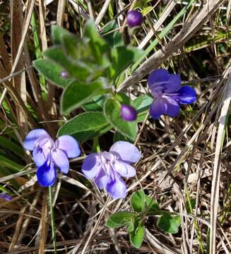 Image of Grassland chlerdendrum