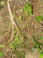 Image of fringed spikemoss