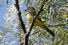 Image of Dusky-capped Flycatcher