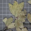 Image of Quercus eduardi Trel.
