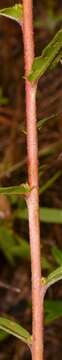 Sivun Oenothera heterophylla subsp. orientalis W. Dietrich, P. H. Raven & W. L. Wagner kuva