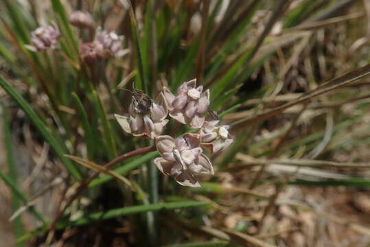 Image of Asclepias cucullata (Schltr.) Schltr.