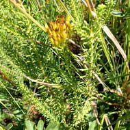 Image of Pteronia uncinata DC.