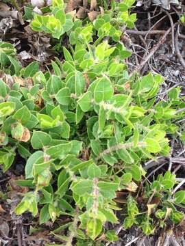 Image of San Bruno Mountain manzanita