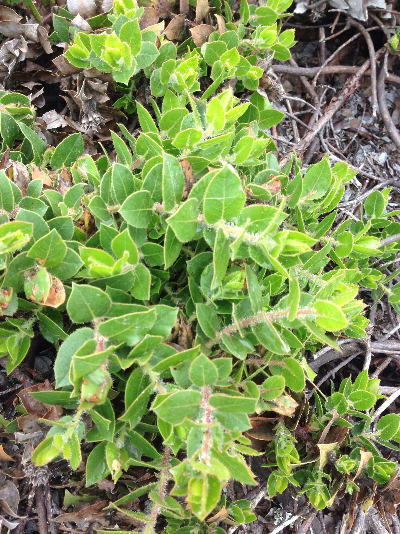 Image of San Bruno Mountain manzanita