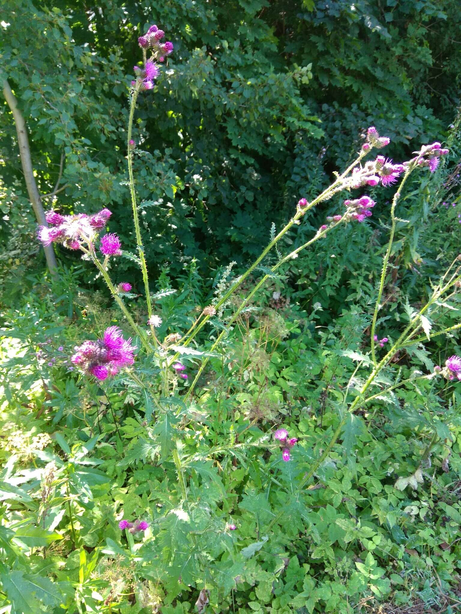 Image of curly plumeless thistle