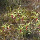 Image of Anigozanthos bicolor subsp. decrescens Hopper