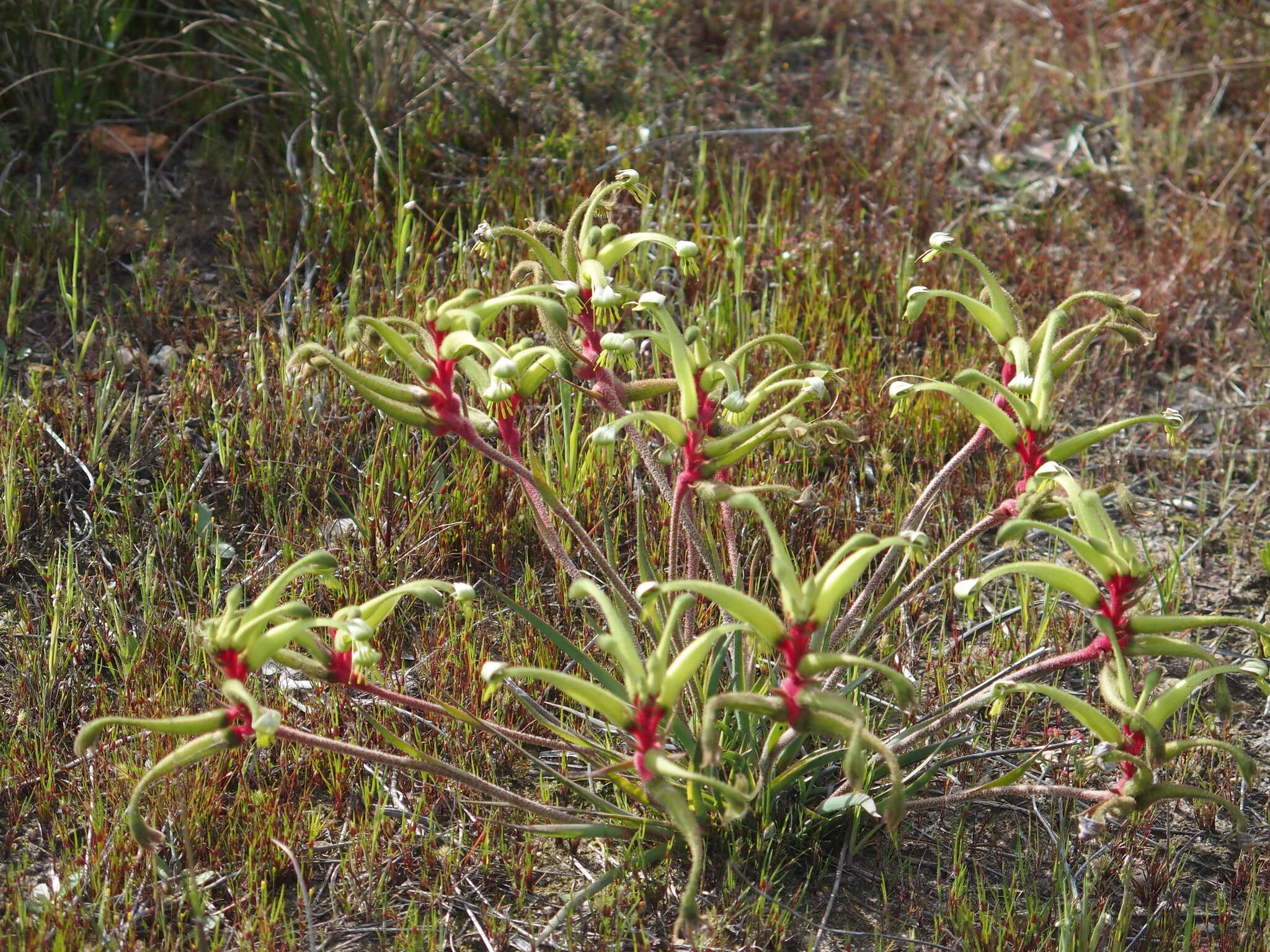 Image of Anigozanthos bicolor subsp. decrescens Hopper