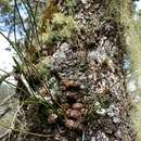 Image of Bulbophyllum leandrianum H. Perrier