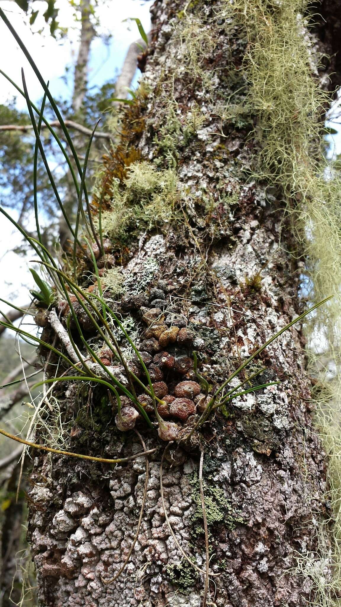 Image of Bulbophyllum leandrianum H. Perrier