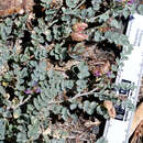 Imagem de Astragalus lentiginosus var. antonius Barneby