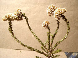 Image of Metalasia erectifolia Pillans