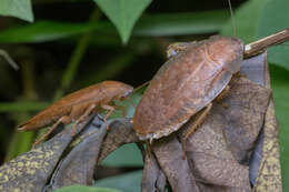 Pseudophoraspis nebulosa (Burmeister 1838) resmi