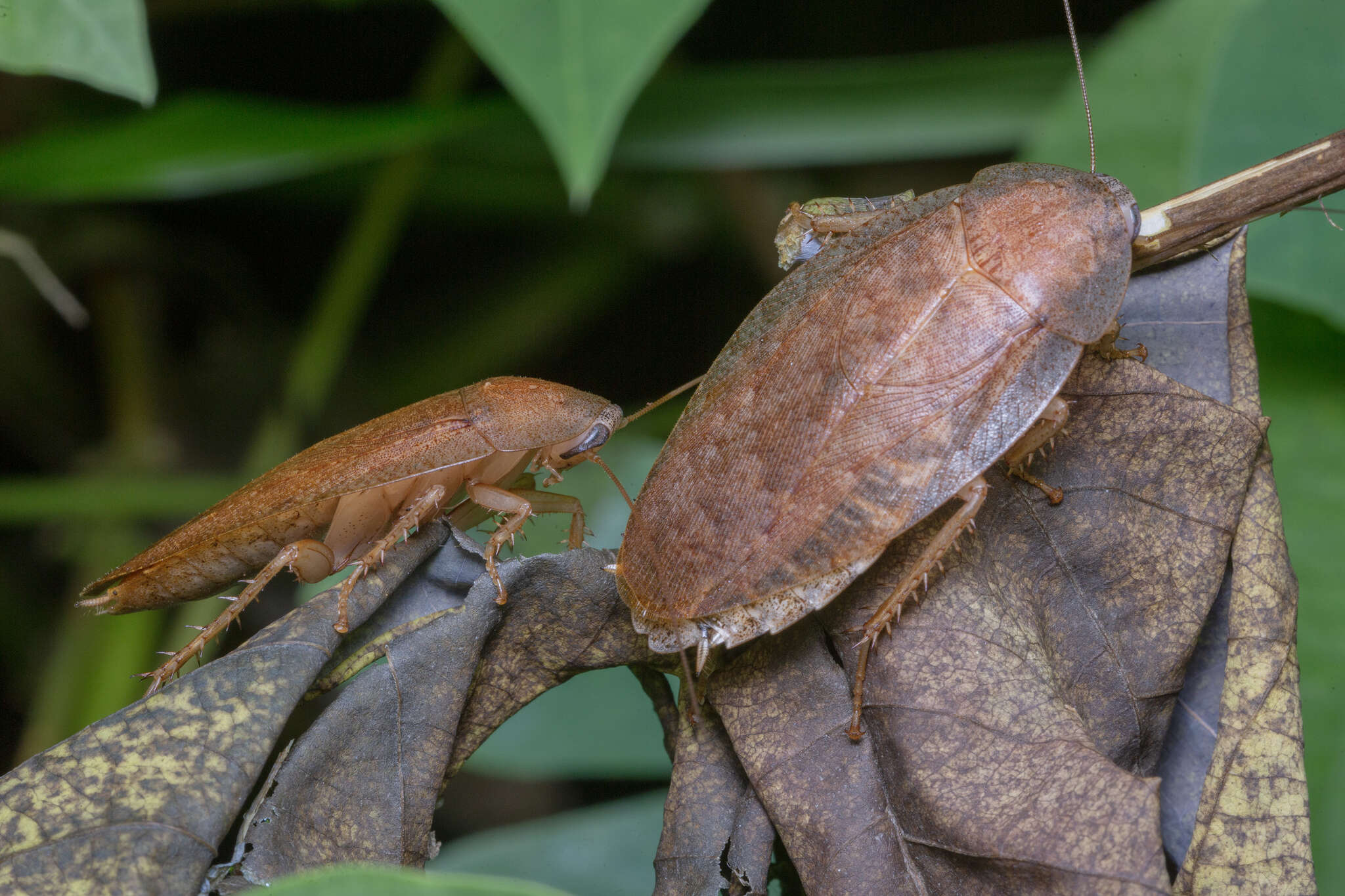 Pseudophoraspis nebulosa (Burmeister 1838) resmi