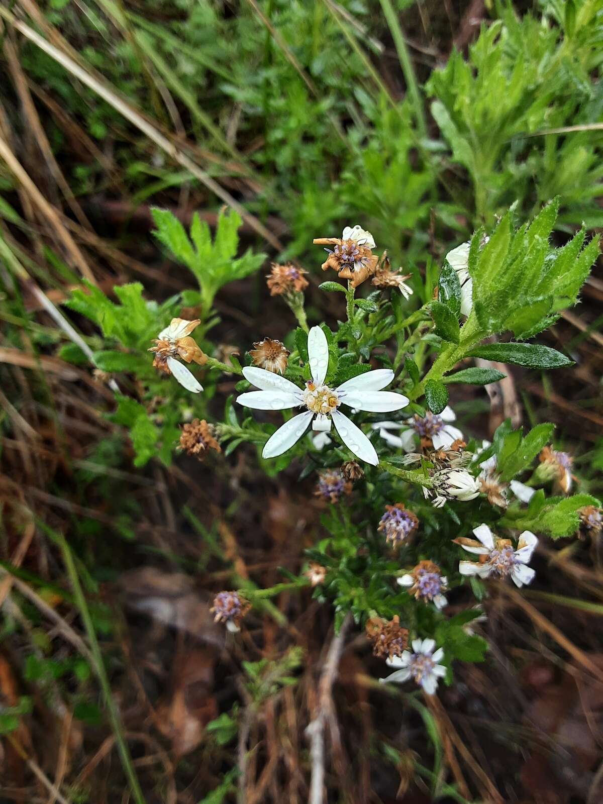 Sivun Olearia paucidentata (Steetz) F. Müll. ex Benth. kuva