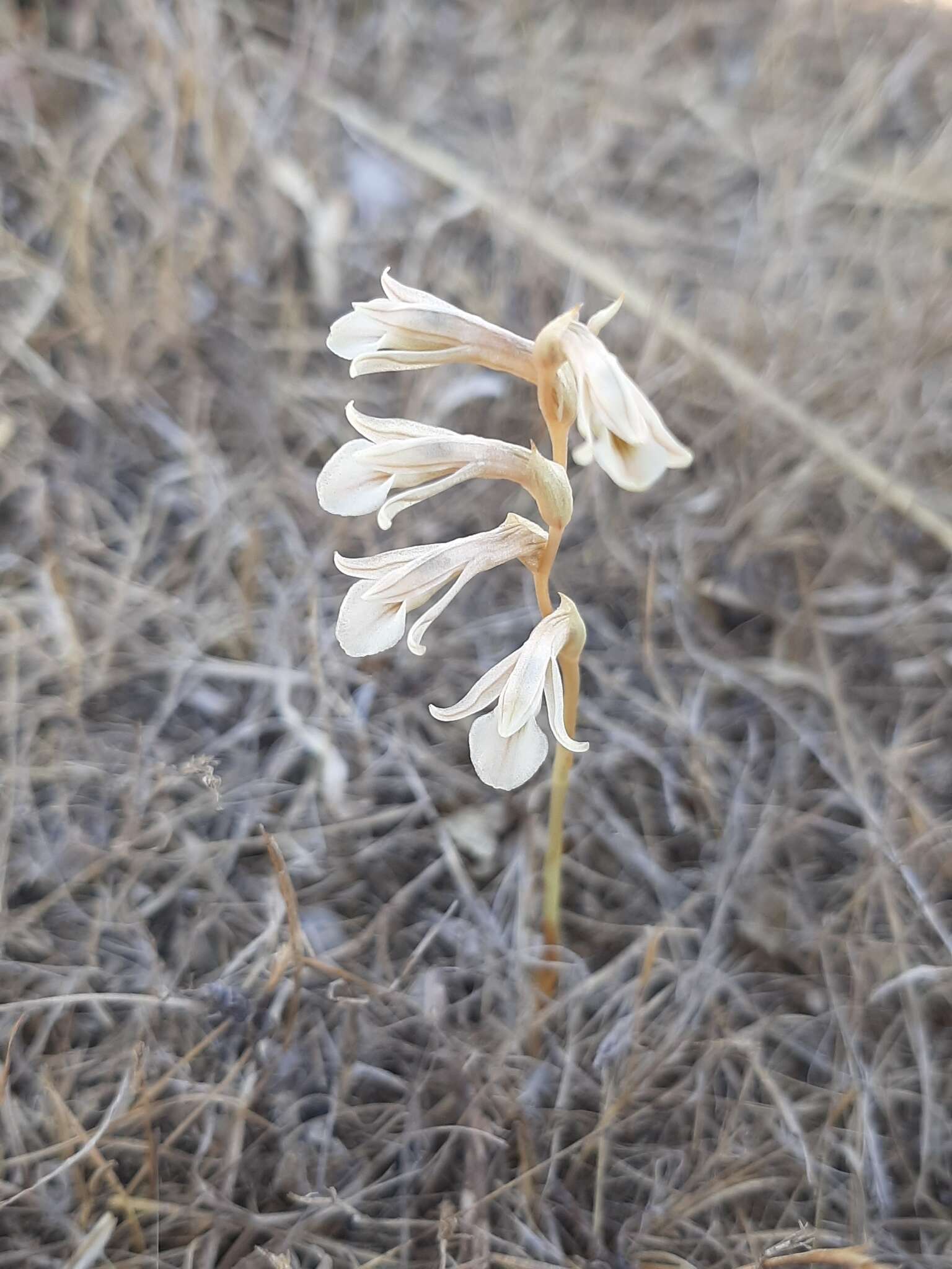 Image of Schiedeella crenulata (L. O. Williams) Espejo & López-Ferr.