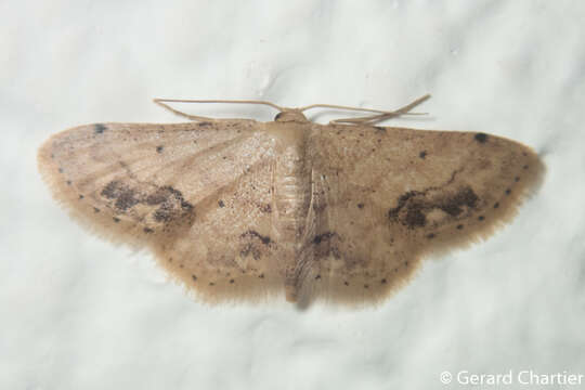 Image de Idaea chotaria Swinhoe 1886